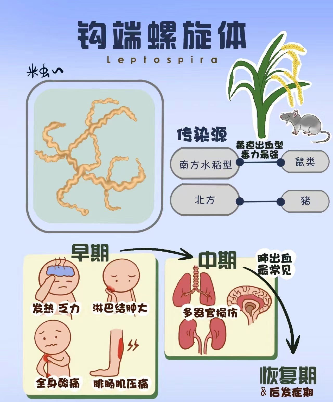 正确认识钩体病，科学防范记心中